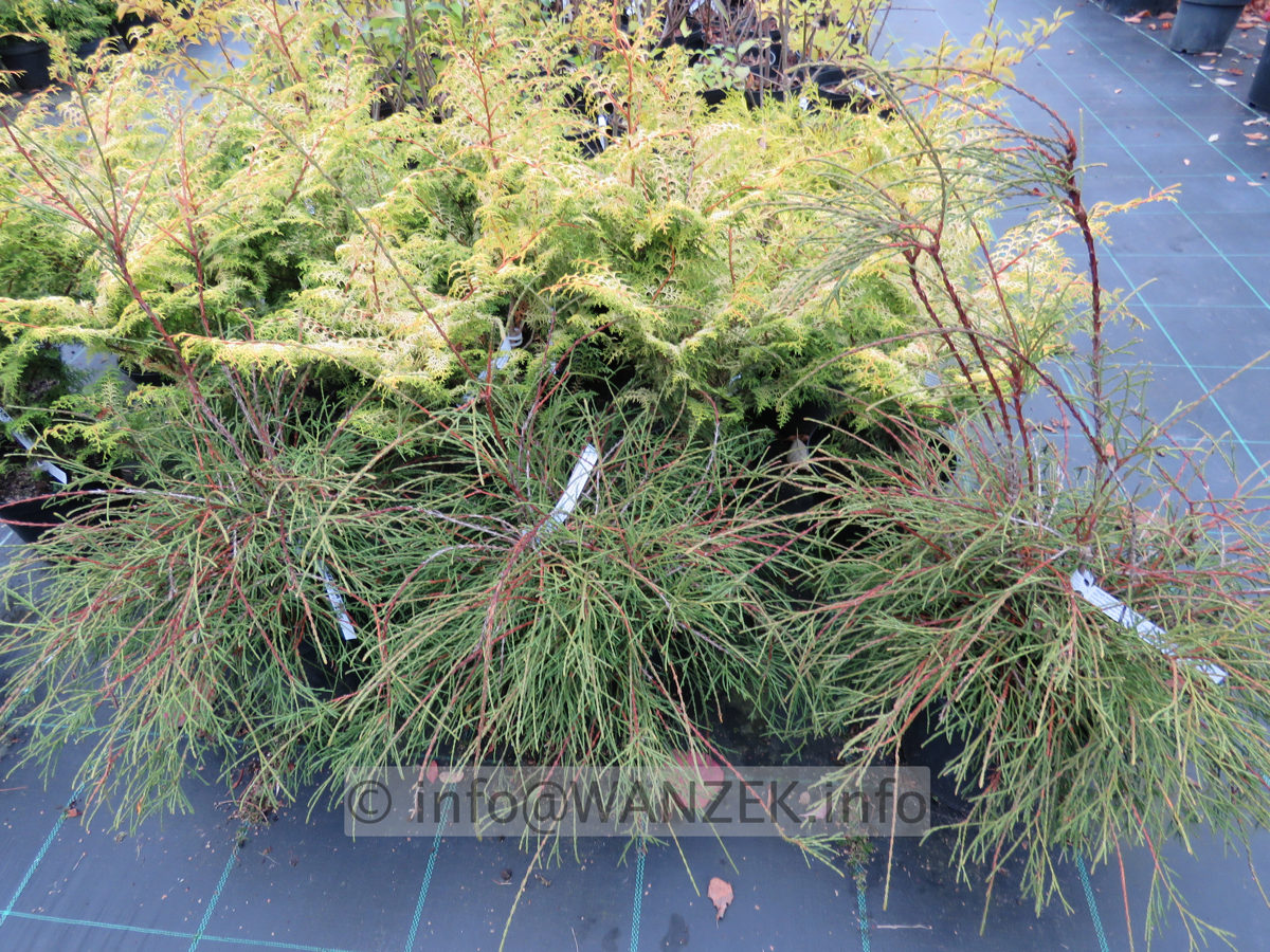 Thuja occidentalis Filiformis vorn und Chamaecyparis obtusa Lucas.JPG